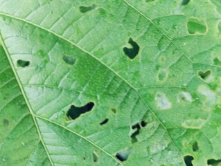 A close-up photograph of vibrant green leaves showcasing intricate texture against a natural outdoor background.