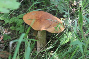 mushroom in the grass