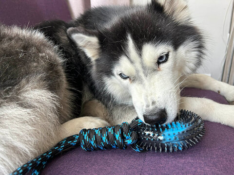Siberian Husky with piercing blue eyes chewing on a blue and black rope toy, lying on a purple sofa — perfect for pet ads or dog product promotions.