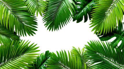 Tropical Leaves Frame: Fresh green tropical leaves, meticulously arranged in a natural frame, invite viewers to explore a botanical oasis of vibrant foliage and natural beauty.