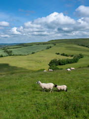 Fototapeta premium sheep in green hills of south dorset near jurassic coast