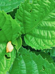 A close-up photograph of vibrant green leaves showcasing intricate texture against a natural outdoor background.