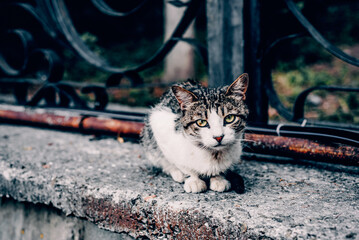 Homeless fluffy furry funny pet cat pet animal lies on flat surface looks around