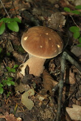 mushroom in the forest