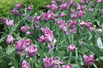 beautiful tulips