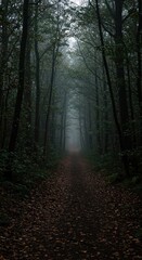 Fototapeta premium Misty forest path (2)