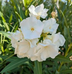 Fondo con vista de cerca de hojas y flores blancas de adelfa (Nerium oleander) en jardín de parque público
