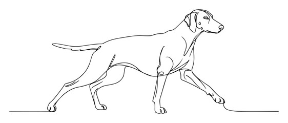 continuous one line drawing of a vizsla or weimaraner hunting dog in a pointing pose vector monoline illustration
