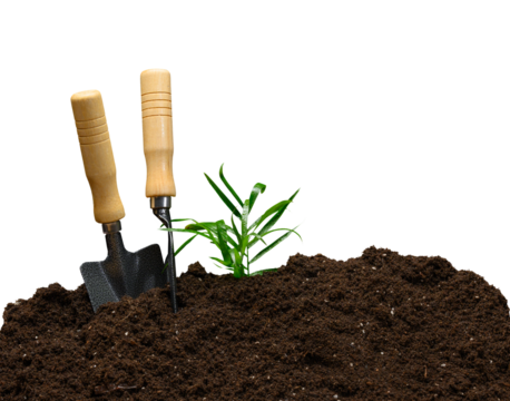 Young green plant growing from a pile of dark soil, two garden trowels standing next to it. Isolated background