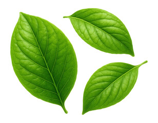 Fototapeta premium Three vibrant green leaves with detailed veins arranged artistically on transparent background.
