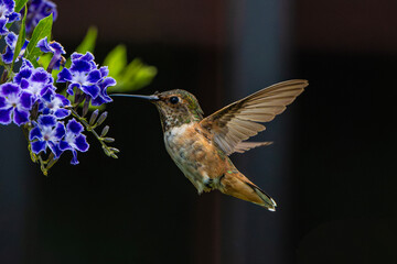 Allen's Hummingbird (Selasphorus sasin) Photo, in Flight and Feeding on a Sky Flower (Duranta erecta)