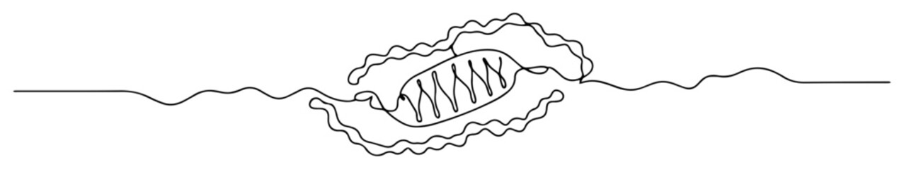 the mitochondrion cell organelle shown in a continuous line art scientific illustration