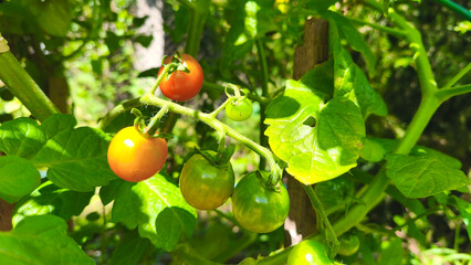 A branch of ripening growing green cherry tomatoes starting to turn red among lush green foliage in a farmer's vegetable garden. farming, agriculture