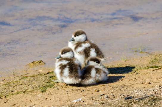 Egyptian Goose goslings at safari park, Western Cape