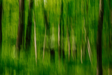Blurred and motion images in a forest with trees at sunlight