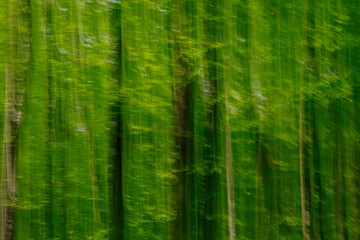 Fototapeta premium Blurred and motion images in a forest with trees at sunlight