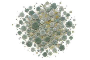 Microscopic view of diverse mold colonies exhibiting varied textures and organic growth patterns, a study in biological forms.