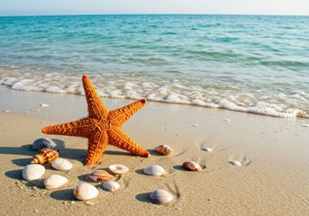 Seashells and starfish on beach