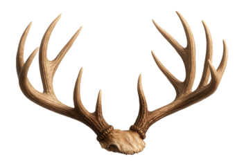 Realistic deer antlers with detailed texture, showcasing multiple points and natural brown coloration on transparent background.