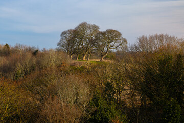 Sycamore trees on a hill in Durham City, England, UK.