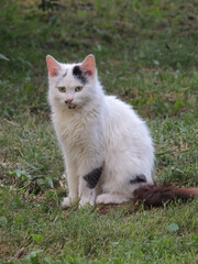 cat on the grass