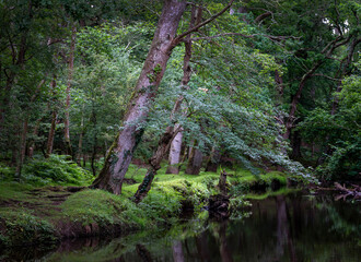 forest stream in british new forest national landscape