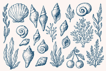 Vintage sea shell and seaweed collection in hand-drawn sketch style, ocean marine botanical elements, antique underwater coral reef illustration, nautical nature vector set on light background

