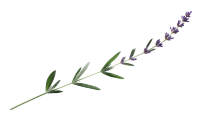  single lavender sprig isolated on white background