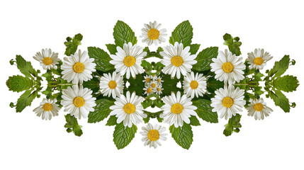  symmetrical pattern of white daisies and green leaves isolated on white background