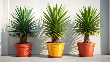 Bold Modern Succulent Garden with Colorful Yucca Planters