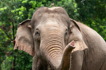 Naklejka premium Elephant in the zoo
