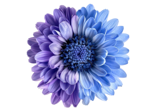 blue and purple gradient chrysanthemum flower isolated on white or transparent png - Powered by Adobe