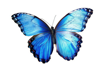 Obraz premium beautiful blue butterfly in flight isolated on white or transparent png