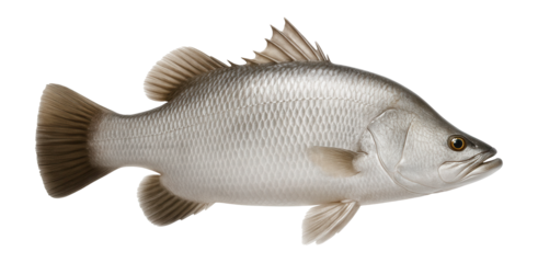 Realistic illustration of a large silver fish with detailed scales and fins on transparent background.