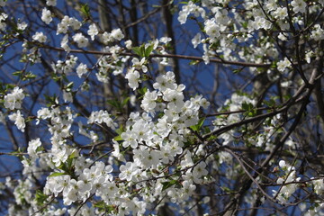 blooming cherry tree