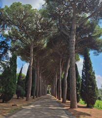 a charming avenue lined with ancient pine trees