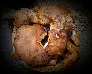 macro of a nice group of fresh porcini mushrooms