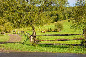 rural landscape with field and forested hill. country road winding along the wooden fence near meadow and tree. cow grazing near arable. sunny morning after the rain in september. outdoor countryside