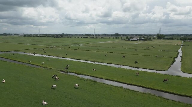 Drone footage showing grazing cows in the Netherlands&rsquo; flat, . A peaceful scene, yet livestock farming is a major contributor to methane emissions and climate change.