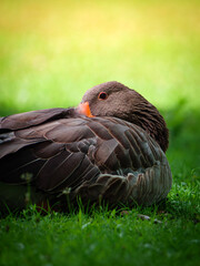 Portrait einer Graugans 