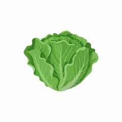 Fresh Green Cabbage Vector Illustration Isolated on White Background for Culinary and Healthy Eating Concepts