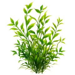 Obraz premium Vibrant Green Aquatic Plant with Transparent Background