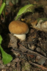 mushroom in the forest