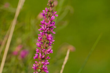  purple loosestrife (Lythrum salicaria) blossom close-up