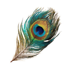 Close-up peacock feather