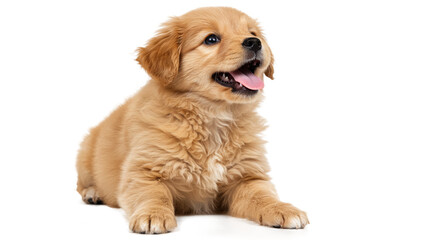 Cute Little Dog Clipart in PNG with Transparent Background