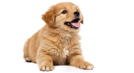 Cute Little Dog Clipart in PNG with Transparent Background