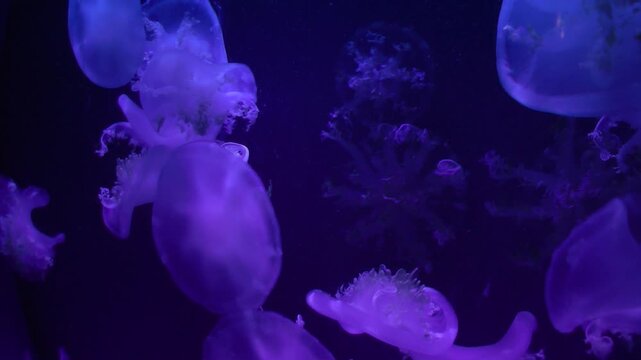 Cassiopea andromeda jellyfish in aquarium