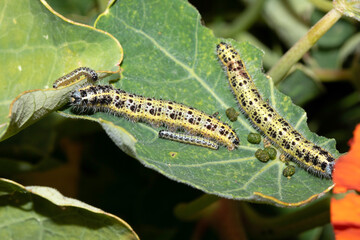 Large white caterpillars on a eaten leaf close up nature