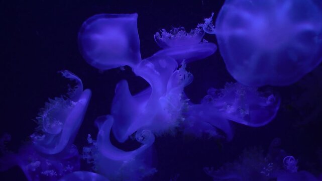 Cassiopea andromeda jellyfish in aquarium